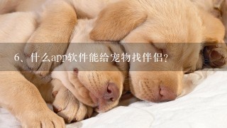 什么app软件能给宠物找伴侣？