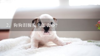 狗狗泪腺发炎怎么办？