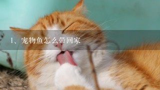 宠物鱼怎么带回家