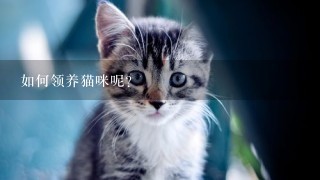 如何领养猫咪呢？