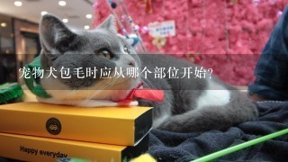 宠物犬包毛时应从哪个部位开始？