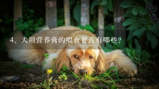 犬用营养膏的喂食要点有哪些？