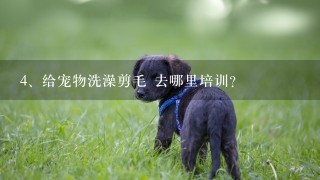 给宠物洗澡剪毛 去哪里培训？