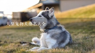 大型宠物犬排名大全