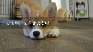 大沥狗市场有成犬卖吗