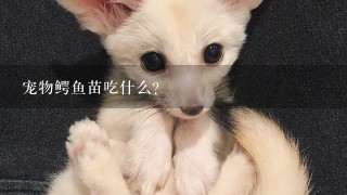 宠物鳄鱼苗吃什么？