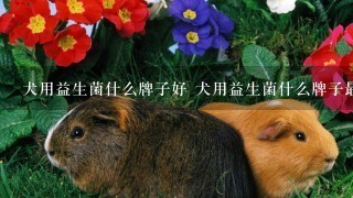 犬用益生菌什么牌子好 犬用益生菌什么牌子最好