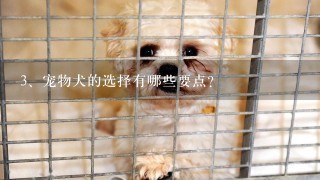 宠物犬的选择有哪些要点？