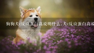 狗狗犬c反应蛋白高说明什么,犬c反应蛋白高说明什么