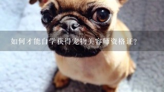 如何才能自学获得宠物美容师资格证？