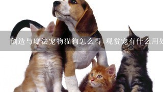 创造与魔法宠物猫狗怎么得 观赏宠有什么用处