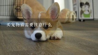 买宠物猫需要注意什么