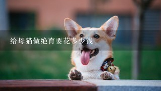 给母猫做绝育要花多少钱