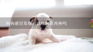 狗狗感冒发烧可以吃阿莫西林吗