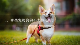 哪些宠物狗狗不太掉毛的？