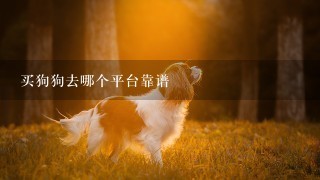 买狗狗去哪个平台靠谱