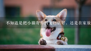 不知道是把小猫寄养到宠物店好，还是在家放好粮比较