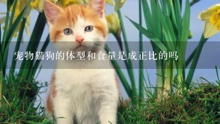 宠物猫狗的体型和食量是成正比的吗