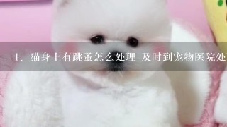 猫身上有跳蚤怎么处理 及时到宠物医院处理