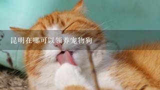 昆明在哪可以领养宠物狗