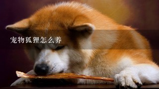 宠物狐狸怎么养