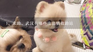 求助，武汉有哪些流浪猫救助站