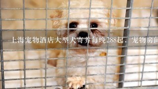上海宠物酒店大型犬寄养每晚288起，宠物房间为何这么贵？