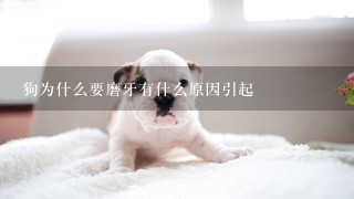 狗为什么要磨牙有什么原因引起