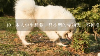 10 本人学生想养一只小型的宠物犬，不掉毛不爱叫的。差不多一天大约只有4个小时能陪他{除了睡觉和放假}