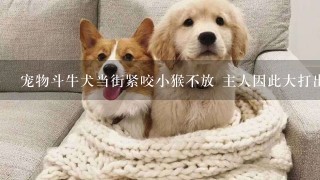 宠物斗牛犬当街紧咬小猴不放 主人因此大打出手