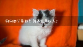 狗狗磨牙期该如何防止其咬人？