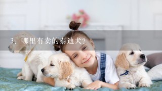 哪里有卖的泰迪犬？