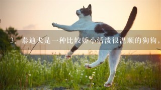 泰迪犬是一种比较娇小活泼很温顺的狗狗，那么辨别纯