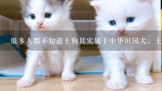 很多人都不知道土狗其实属于中华田园犬，土狗可以当