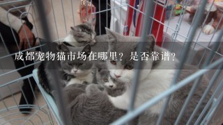 成都宠物猫市场在哪里？是否靠谱？