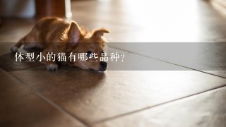 体型小的猫有哪些品种？