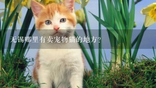 无锡哪里有卖宠物猫的地方？