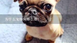 为什么宠物狗那么贵?