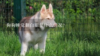 狗狗睡觉翻白眼是什么情况？