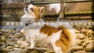 我想买狗，广州哪个宠物店好?要有纯种证书的