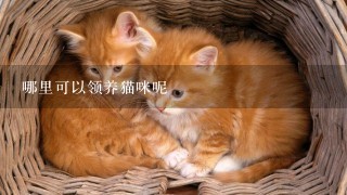 哪里可以领养猫咪呢