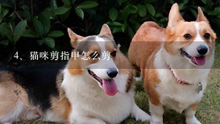 猫咪剪指甲怎么剪