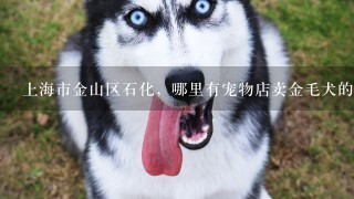 上海市金山区石化，哪里有宠物店卖金毛犬的？？