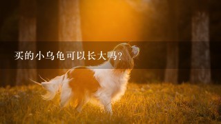 买的小乌龟可以长大吗？