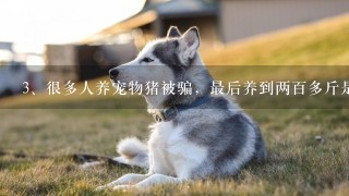 很多人养宠物猪被骗，最后养到两百多斤是如何处理的