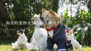 南京的宠物交易市场在哪儿？