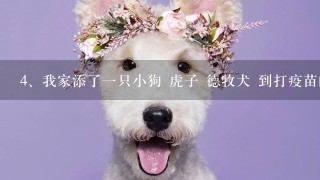 我家添了一只小狗 虎子 德牧犬 到打疫苗的时间了 请