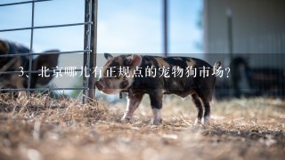 北京哪儿有正规点的宠物狗市场？