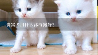 贵宾犬用什么沐浴露好?