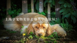 上海学宠物美容去哪里学比较好?